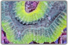 Purple Mouth Lobo Brain Coral